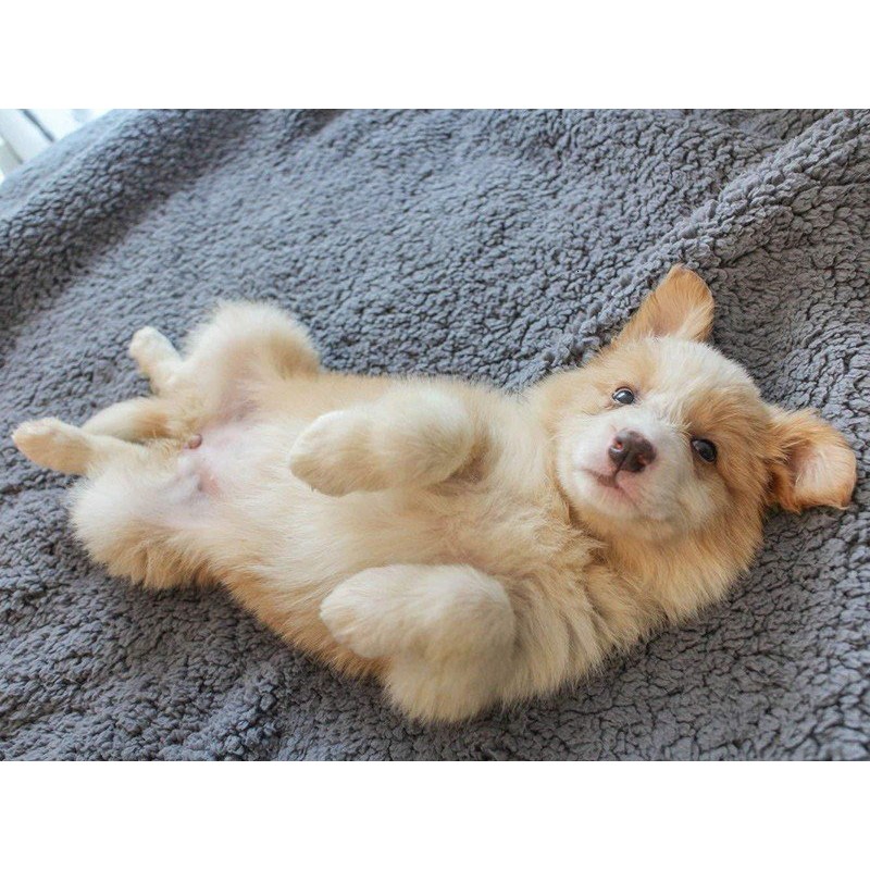 Plush Pet Blanket Dog Mat Cat Mat Pet Air Conditioning Mat Pet Plush Mat