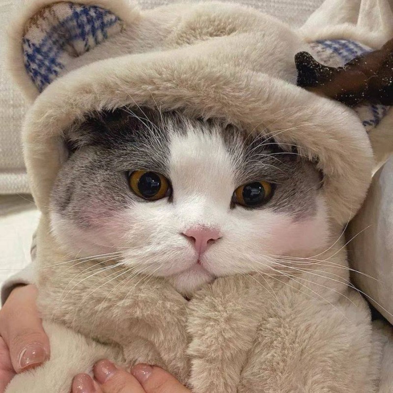 Pet Dog Cat Plush Cloak Clothes Cute Bear Blanket Autumn And Winter Warm Pad